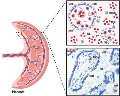 Gravidity influences distinct transcriptional profiles of maternal and fetal placental macrophages at term